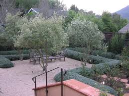 This is a fruitless selection that produces little if any mature fruit. Gardens Featuring Olea Europaea Swan Hill