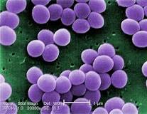 Image result for how to treatment staphylococcus aureus cdc