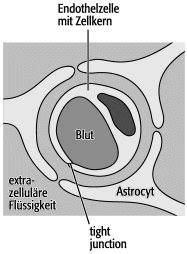 View latest posts and stories by @bluthirnschranke blut hirn schranke in instagram. Blut Hirn Schranke Lexikon Der Neurowissenschaft