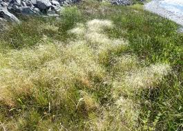 Image result for Agrostis continuata