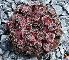 Sempervivum Hauswurz Red Oddity Raritat 1 Gut Bewurzeltes Kindel Stauden Pflanzen Kakteen Und Sukkulenten Stauden