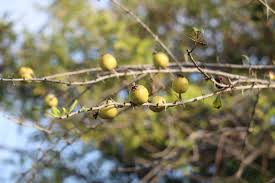 Image result for Catunaregam