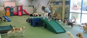 Wags Wiggles Home Pet Daycare Dog Daycare Dog Boarding Kennels