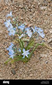 Image result for Tecophilaeaceae