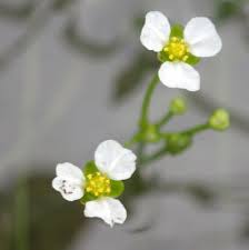 Image result for Limnophyton angolense