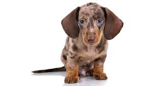 These wiener dog names give a massive head tilt to the long, hot dog style of this cute little pup. Dapple Dachshund The Ultimate Dapple Doxie Dog Breed Guide All Things Dogs All Things Dogs