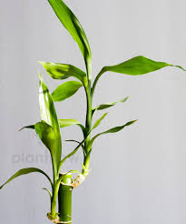 Book now at lucky bamboo china bistro in nashville, tn. Buy Plants Online In Dubai Spiral Lucky Bamboo Plant Plantnow Ae