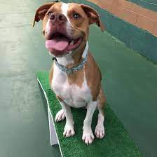 Boxer Lab Mix A Look At What Boxadors Are K9 Web