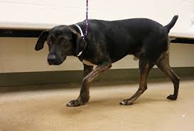 One of the most common things among dog owners is the way that they misunderstand a fearful dog it's therefore important to know how to help your fearful dog. The Fearful Dog Hshv