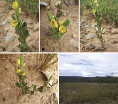 Image result for Zornia setosa