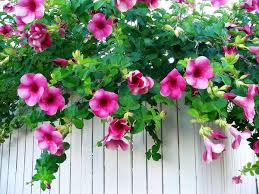 Camping Chapeu Do Sol Serra Do Cipo Beautiful Allamanda Blossoms On A White Fence Love These Flowers The Color Is Stunning Garden Vines Fenced Vegetable Garden Fence Planters