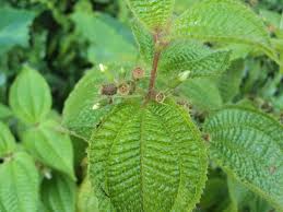 Image result for Blotiella crenata