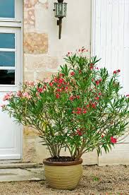Planter Un Arbre Qui Pousse Vite Dans Le Jardin Ou En Pot Cdeco Fr Arbre Qui Pousse Vite Arbuste En Pot Arbres En Pots