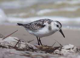 Sea Birds Of Cape Cod Sand Piper Coastal Birds Sea Birds Beautiful Birds