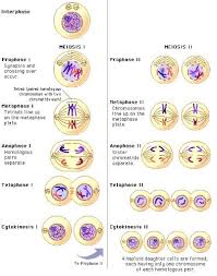Embroyology or applied genetics and molecular technologies for optional module? Genetics Cell Division Meiosis Angelicscalliwags In 2021 Biology Lessons Study Biology Mitosis