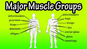 Major Muscle Groups Of The Human Body Muscle Groups Muscle Major Muscles