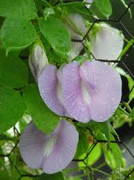 Image result for Centrosema