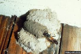 Mud daubers can be seen as beneficial insects because they help control the caterpillar and spider population in the area. Mud Daubers Home Garden Information Center
