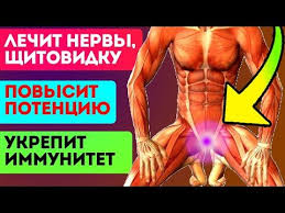как повысить потенцию у мужчин быстро в домашних условиях Uznav Pro Eto Ty Nikogda Bolshe Ne Vybrosish Orehovye Peregorodki Shitovidka Potenciya Immunitet I Youtube V 2020 G Zdorove Muzhskoe Zdorove Fitnes Uprazhneniya