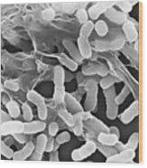 Image result for Striga baumannii