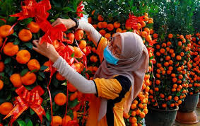 Maybe you would like to learn more about one of these? Tahun Baharu Cina Pokok Limau Hiasan Tetap Ada Permintaan Utusan Digital