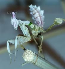 The turquoise colour of the adults and the impressive size, combined with the stunning threat pose make i. Idolomantis Diabolica Mantis Monarch