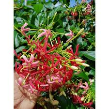 Join facebook to connect with akar dani and others you may know. Akar Dani Bunga Double Combretum In