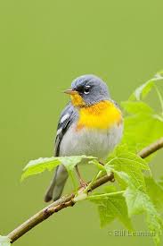 Mahmut Atici Adli Kullanicinin Kuslar Birds Aves Oiseaux Vogel طيور Panosundaki Pin 2020 Goruntuler Ile Kus