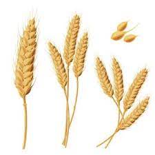 Illustrations Of Wheat Sprouts Grains Wheat Bundles Wheat Png And Vector With Transparent Background For Free Download Wheat Bundle Illustration Plant Vector