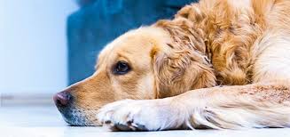 Check spelling or type a new query. 12 Tricks To Deal With Dog Separation Anxiety And Boredom Playbarkrun