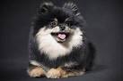 German Spitz Dog Breed Profile | Petfinder