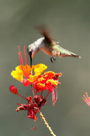 Wondering which flower varieties to plant to get your garden humming? Another Hummingbird Enjoying A Pride Of Barbados Caesalpinia Pulcherrima Flowers That Attract Butterflies Attract Butterflies Plants That Attract Butterflies
