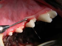 He or she may press down on the sides of the socket to suppress bleeding and to keep the jawbone in the correct. Dog Teeth Cleaning Without Anesthesia Near Me Teethwalls