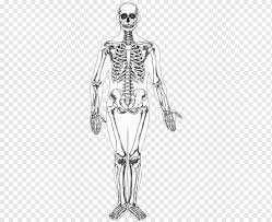 Choose from modern & classic art styles! Human Skeleton Human Body Homo Sapiens Drawing Human Bones Hand Monochrome Human Png Pngwing