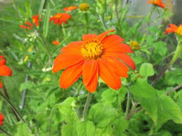 Image result for Tithonia rotundifolia