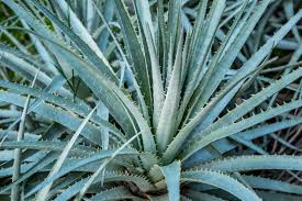 Image result for Asphodelaceae