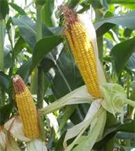 Widely cultivated in america in many varieties; Maize Or Makka Or Corn Crop Cultivation Guide Maize Cultivation Indiaagronet