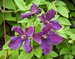 (clematis) clematis 'polish spirit' has velvety purple 3″ blooms which cover this aggressive climber. Zielono Zakreceni Powojnik Clematis Polish Spirit 1 1