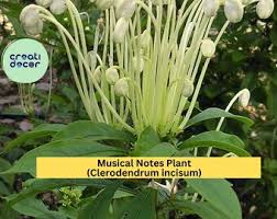 Image result for Clerodendrum silvanum