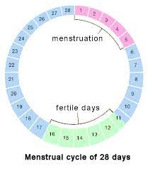 Pin On What Is Normal Menstrual Cycle