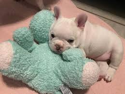 French bulldog puppy for sale near tampa, florida, usa. French Bulldog Puppies Florida For Sale Pets Lovers