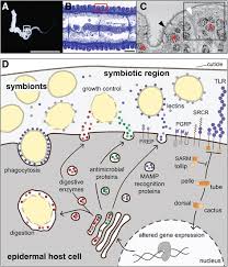 Key people in encompass lending group, lp Transcriptomic And Proteomic Insights Into Innate Immunity And Adaptations To A Symbiotic Lifestyle In The Gutless Marine Worm Olavius Algarvensis Springerlink