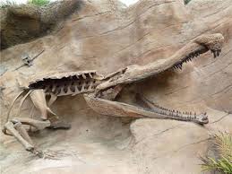 The Largest Known Crocodilian Sarcosuchus Imperator 8 Prehistoric Animals That Were Ever Dominati Prehistoric Animals Dinosaur Fossils Prehistoric Creatures