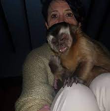 We did not find results for: Lovely Baby Capuchin Monkeys For Salenearyou Home Facebook