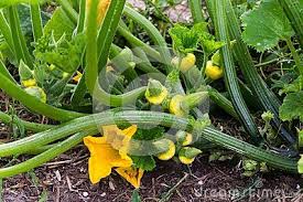 Maybe you would like to learn more about one of these? Yellow Pattypan Squash Growing On The Plant Squash Growing Pattypan Squash Growing Plants