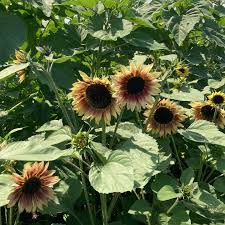 You'll find fields all over the state, but a visit to this little farm will charm and delight you. Who Is Ready For More Visit Mchenry County Illinois Facebook