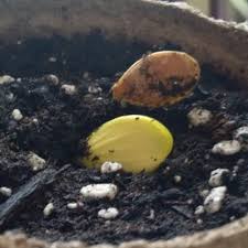 Image result for fat ass pumpkin