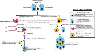 Check spelling or type a new query. Cellular Plasticity In Breast Cancer Progression And Therapy