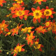 Image result for Bidens acuticaulis