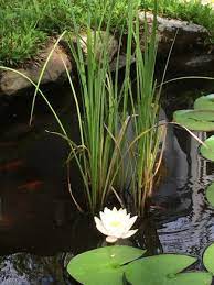 Regarder des films en streaming complet sur votre smart tv, console de jeu, pc, mac, smartphone, tablette et bien plus. Water Sound In Khoi Pond Very Loud Our Koi Ponds Are Ecologically Sound As They Incorporate Live Plants Into This Charming Water Feature 5 Merk Sparkling Water Yang Boleh Diminum Oleh Anak2